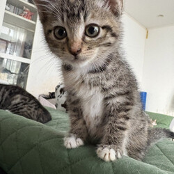 「 12月21日｛ラブとハッピー府中 保護猫譲渡会｝」サムネイル2