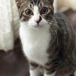 「 12月21日｛ラブとハッピー府中 保護猫譲渡会｝」サムネイル3