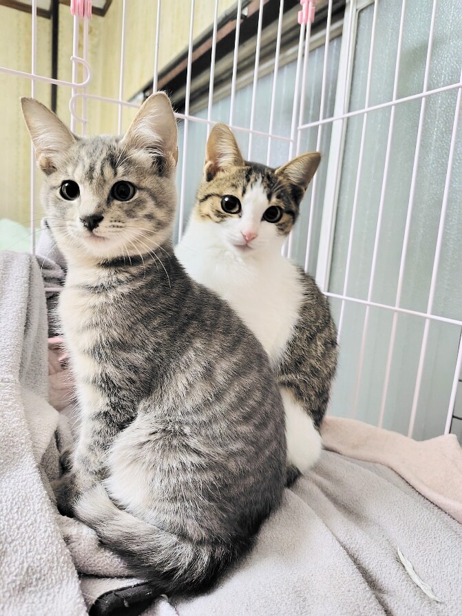 ネコ　大阪 一般社団法人まちねこ東大阪の会 公式ホームページ | お見合い会