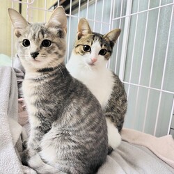 【大阪吹田】ネコの里親会リトル サムネイル2