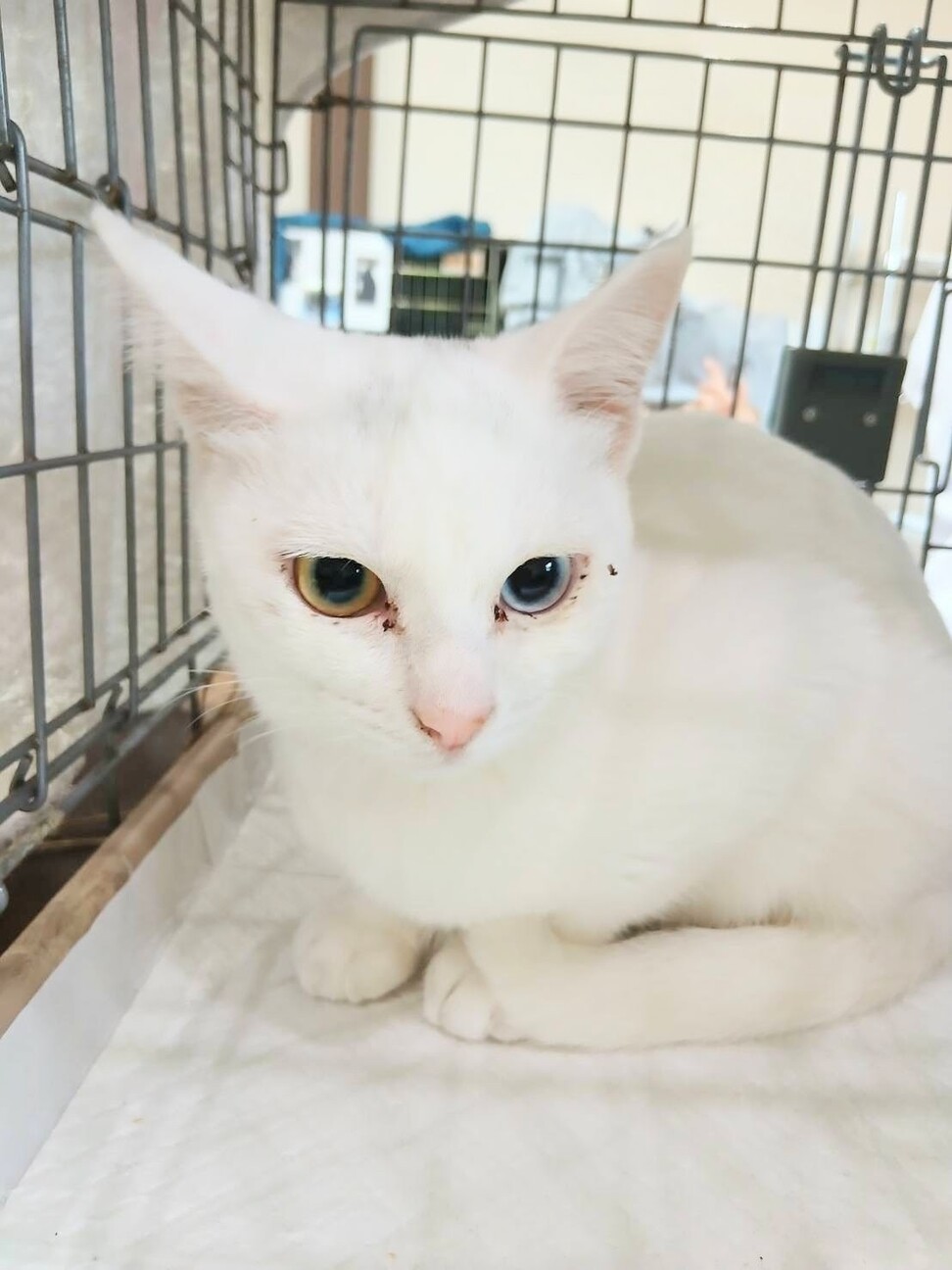 ネコ　大阪 一般社団法人まちねこ東大阪の会 公式ホームページ | お見合い会