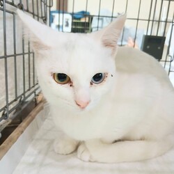 【大阪吹田】ネコの里親会リトル サムネイル3