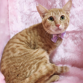 �t�����h���[��܂�ǂ璃�g���w���Ɂx6�J��