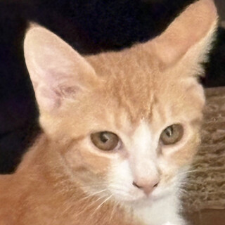 不器用な茶白猫兄妹,春菊♀7ヵ月半