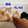 不器用な茶白猫兄妹,春菊♀7ヵ月半 サムネイル6