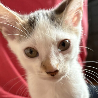 ナレナレ３兄弟,シャン♂4ヵ月