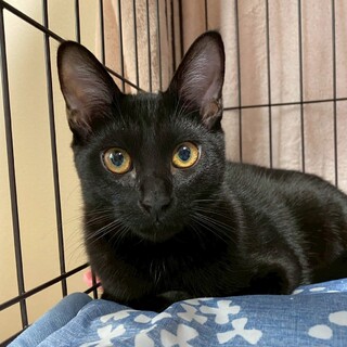 おめめパッチリな黒猫男子★アーテルくん