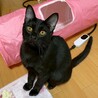 おめめパッチリな黒猫男子★アーテルくん サムネイル2