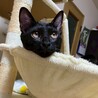 おめめパッチリな黒猫男子★アーテルくん サムネイル3