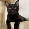おめめパッチリな黒猫男子★アーテルくん サムネイル4