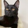 おめめパッチリな黒猫男子★アーテルくん サムネイル5