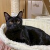 おめめパッチリな黒猫男子★アーテルくん サムネイル7