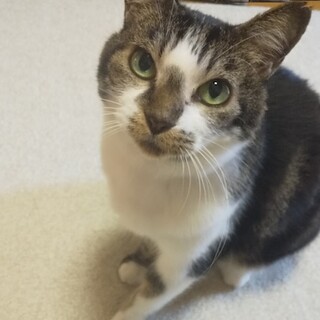 おとな猫の魅力満載の小紅です！