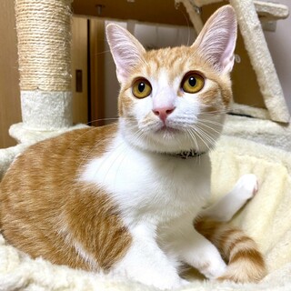 お耳が大きくしっぽは長め茶白男子★ナムルくん