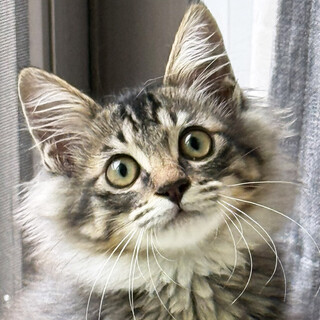 個性豊かな3兄妹,オレ様♂4ヵ月