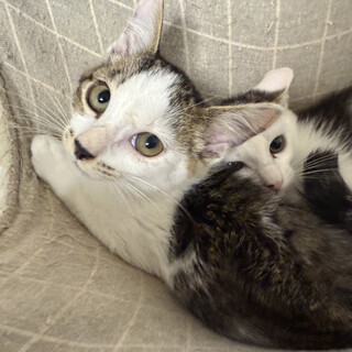 個性豊かな3兄妹,ボクちゃん♂4ヵ月