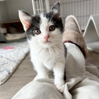 毛が細くふわふわで丸顔♡オルカちゃん