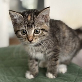 美少女３姉妹,あからいん♀2ヵ月半※初