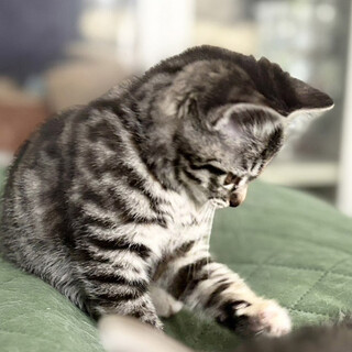 募集中 美少女３姉妹,ももごー♀2ヵ月半※初