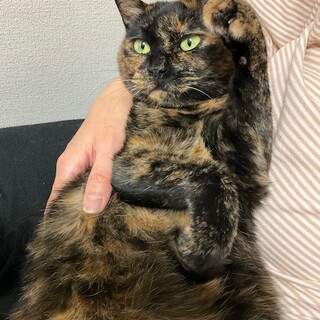 いつも私をかまって欲しい！シニア女子のモルさんです