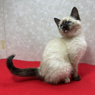 青い目の慣れ慣れシャムMIX！3兄妹初参加❤ゆず