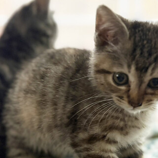 美少女３姉妹,きいらいん♀2ヵ月半※初