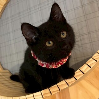 おヒゲや肉球まで真っ黒♡セサミちゃん