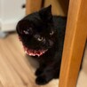 おヒゲや肉球まで真っ黒♡セサミちゃん サムネイル5