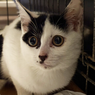 陸海空の姉妹,葉っぱ♀4ヵ月※初