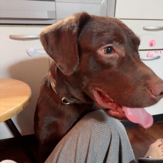 ラブラドールレトリバー