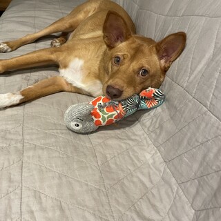 「ポワブル」男の子