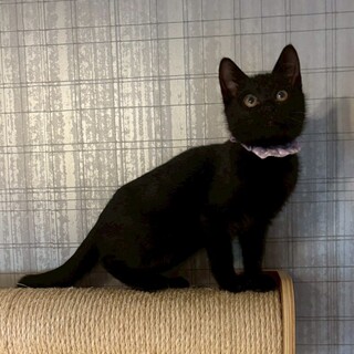 全身真っ黒で綺麗な黒猫さん♡チップちゃん