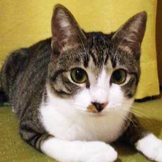 福岡からやってきた,皐月♀11ヵ月