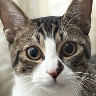 美形キジシロ,ひばな♂1～2歳※初