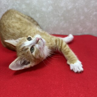 目が合うだけで喉がゴロゴロ！三兄妹初参加❤空豆