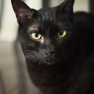 ふっくら黒猫,まめこ♀3歳※初