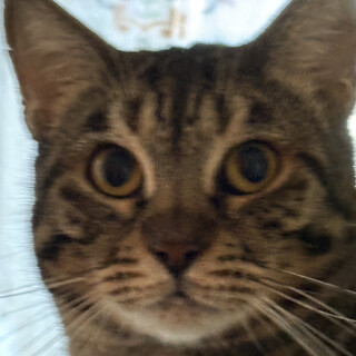 貫禄のヒョウ柄,みずたま♀約3～5歳