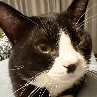 温厚な白黒猫,むち助♂4～6歳