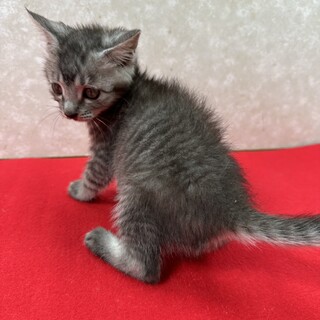 70�O���������Ă����犵��Ă�T�o�g��2�������z