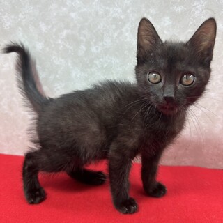 見たら欲しくなる、触ったら飼いたくなる❤マリリン