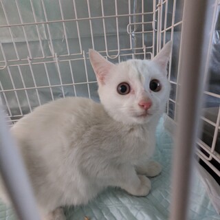 生後2カ月程度♥白猫♥きれいで美人さん