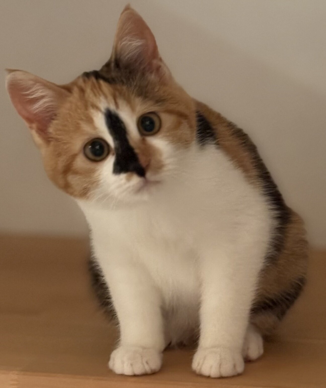 ゴロゴロ三毛猫さざえちゃん♡」香川県 - 猫の里親募集(531997