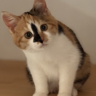 ゴロゴロ三毛猫さざえちゃん♡