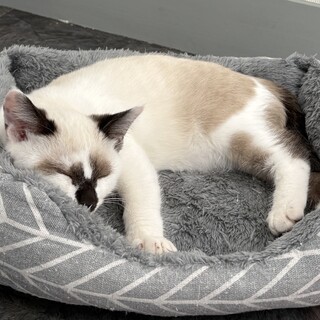 シャム風あわびくん♡