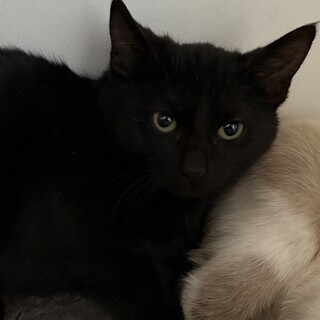 怒りんぼのムールくん♡