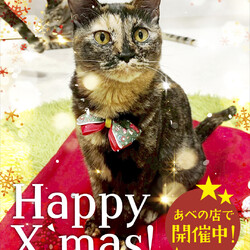 クリスマス！ふれあえる譲渡会　in大阪市 サムネイル3