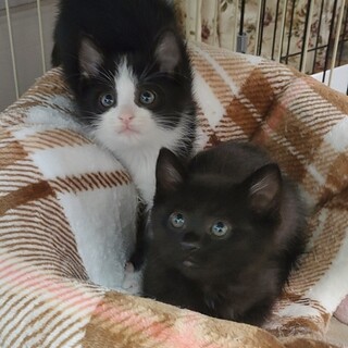 表情がチャームポイント☆なかよし兄妹にゃん①