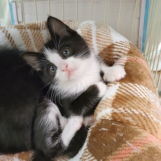 表情がチャームポイント☆なかよし兄妹にゃん②