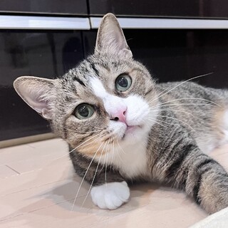 1/12高田馬場★でかちびくん★ナデナデ命