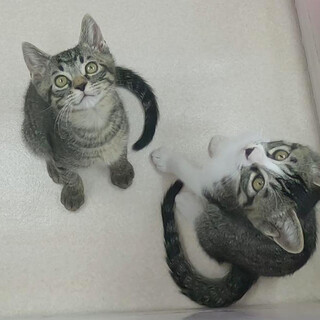 行動派でベタベタの甘ったれジュピター君＆プルート君